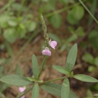 Rostellularia diffusa var. diffusa (Willd.) Nees